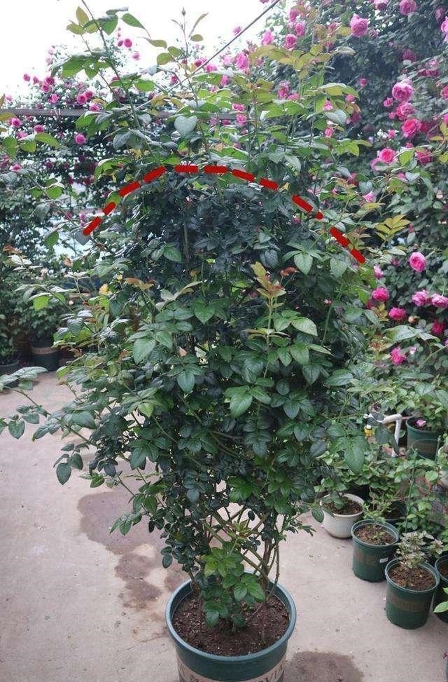 枝条|月季花迟迟不开花,看看枝条上有没有这种东西,发现一个剪一个!