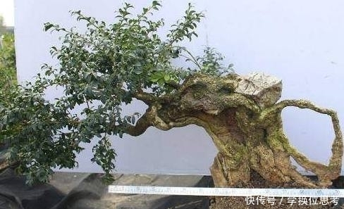 爸爸挖的极品黄杨树桩,做成盆景美翻了,可遇不可求!