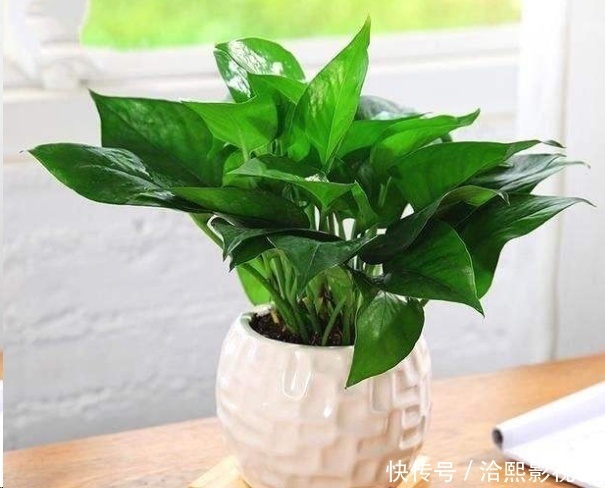 几种花最适合懒人养,勤快人养不过三个月就死!