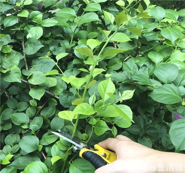 花苞|三角梅不开花,栽在施肥上,施肥合理,懒花变勤花,花开不断