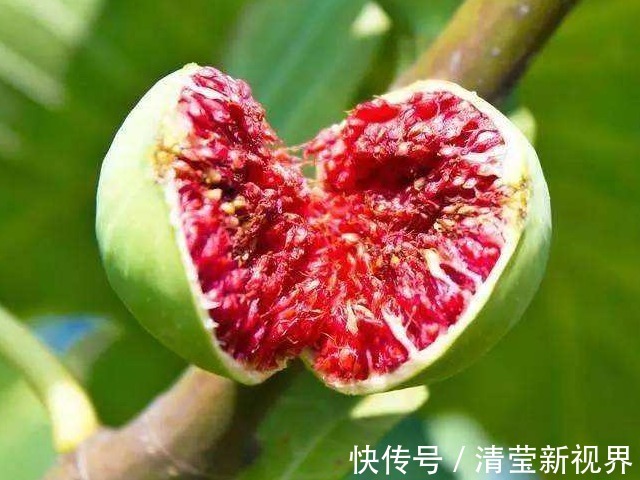 稳定血糖|无花果太厉害了！会用的人简直是捡到宝了，快来和我一起看看吧