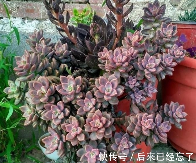 被拉下神坛的多肉姬胧月,做好3件事,养成悬崖桩,适合新手