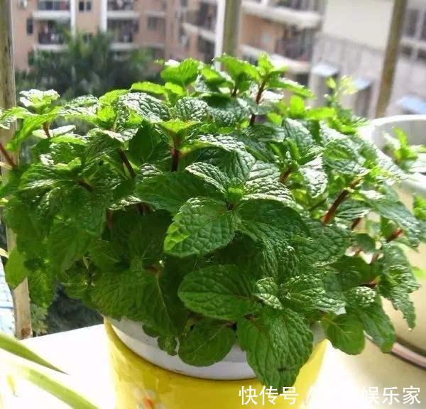 天天|薄荷勤修剪,多肉来点肥,打开疯长模式,天天长不停!