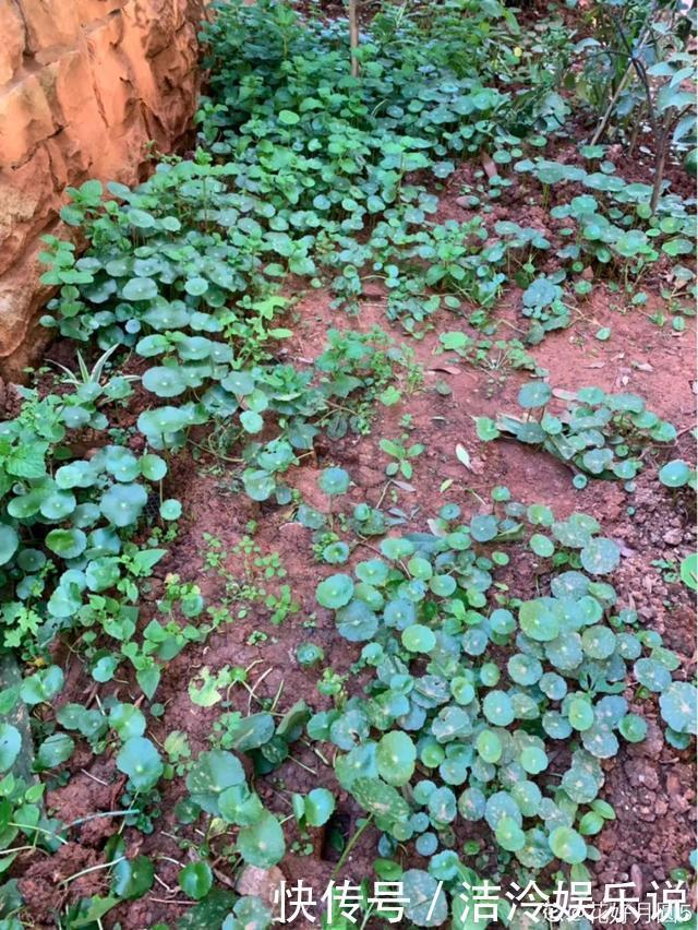 5种花最好别养,根钻得到处都是,砍都砍不尽