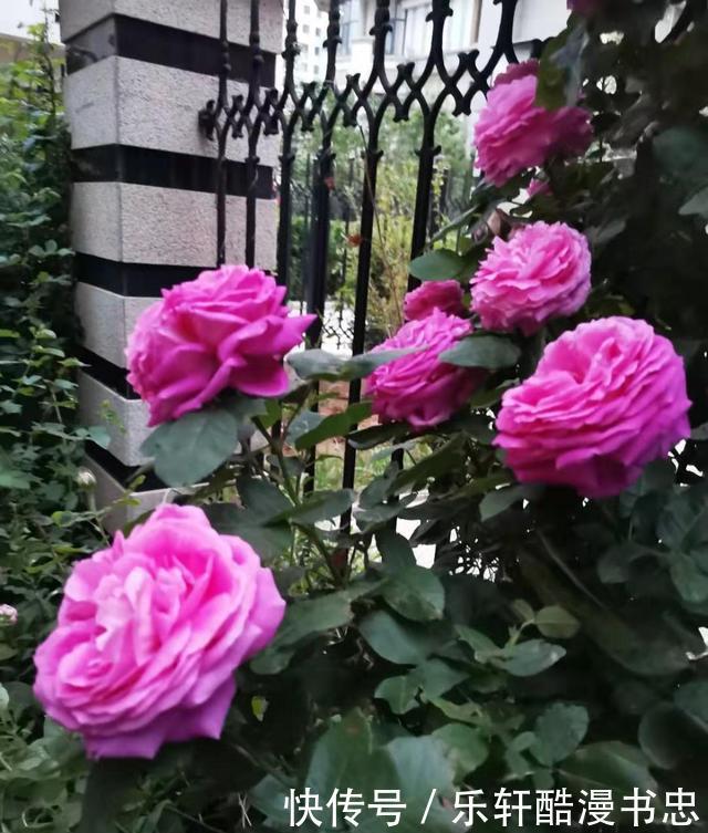 图片|漂亮的花卉图片欣赏