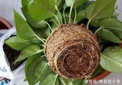 花盆|给花换盆的“错误”操作，很多人都这样做，下次一定要改