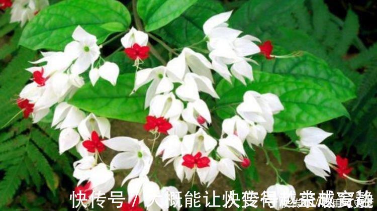 杨桃仔|家里就养5种花，耐旱又耐晒，开花红红火火，旺财又旺运！