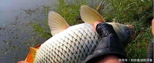 鱼不咬钩就不钓了记牢鱼儿这四个习性,半个小时就能钓满渔护