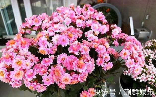 长寿花开花少,就浇“2种水”,侧芽冒不停,开花开满盆