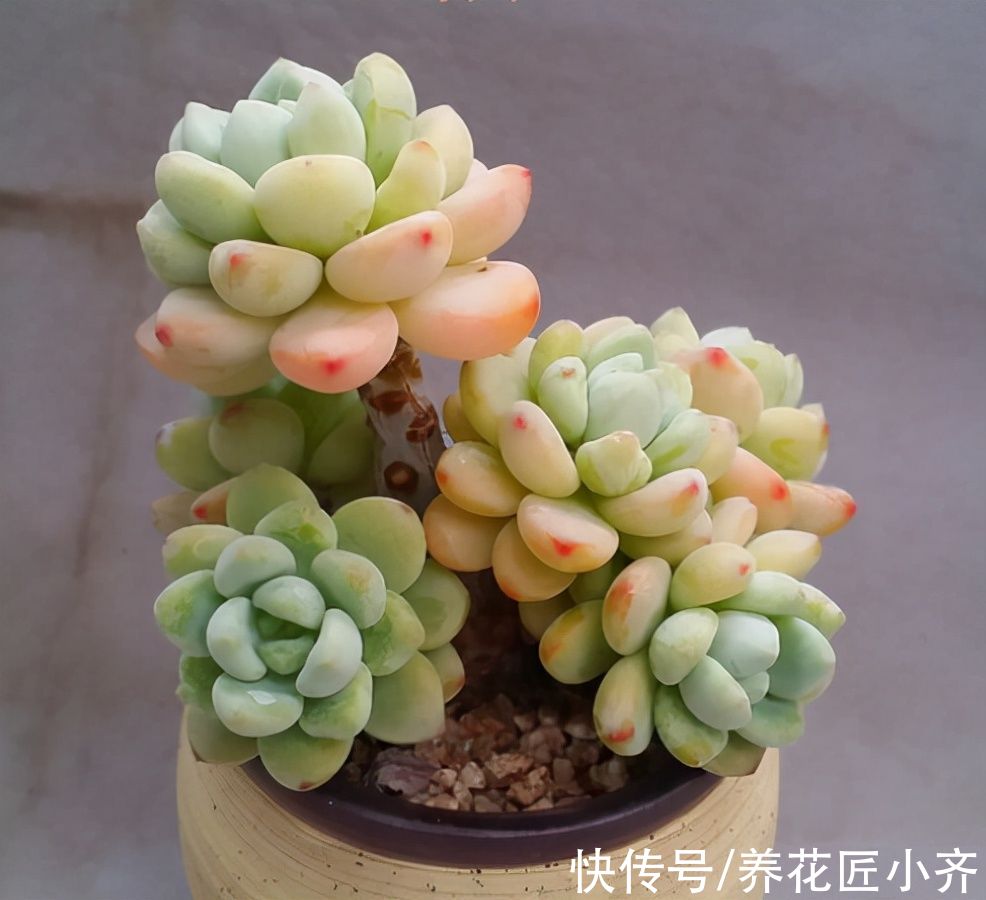 冬季养多肉有“5怕”,如果不避开,烂根化水很正常