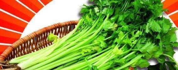 芹菜|吃芹菜为什么不吃叶?营养师讲出真相,后悔现在才知道!