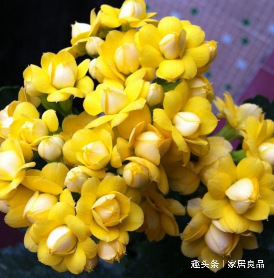 “它”可别扔了，盆里“埋1块”，花多叶绿，是养花的宝贝