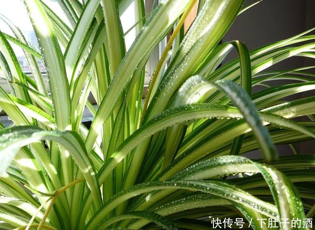 养好吊兰,有3招,叶子又多又大又绿,还有小吊兰