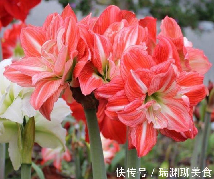 叶片|3种花是花中劳模，一年四季开花不断，开花量大，花开枝繁叶茂