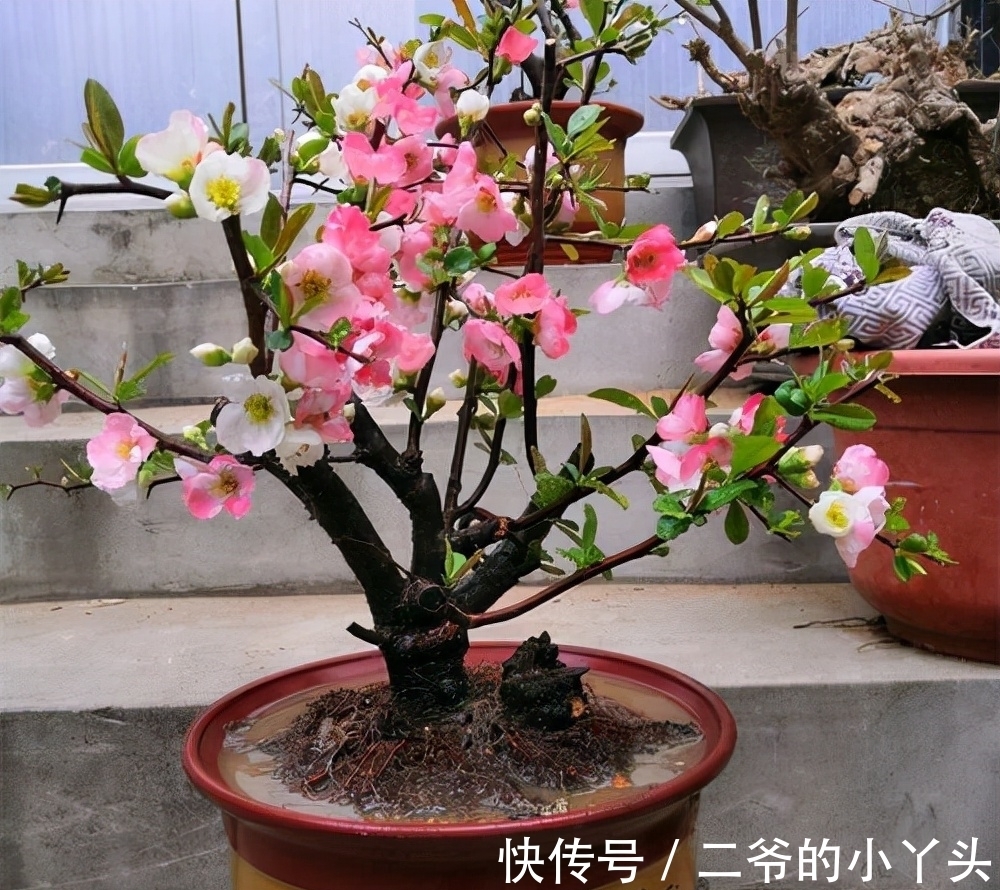 石榴树|家里有院子,就种5种“旺宅树”,观赏收果两不误,吉祥又实用