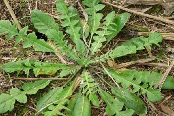 野菜|补钙别再花冤枉钱，农村常见的4种野菜，含钙高，常吃好处多