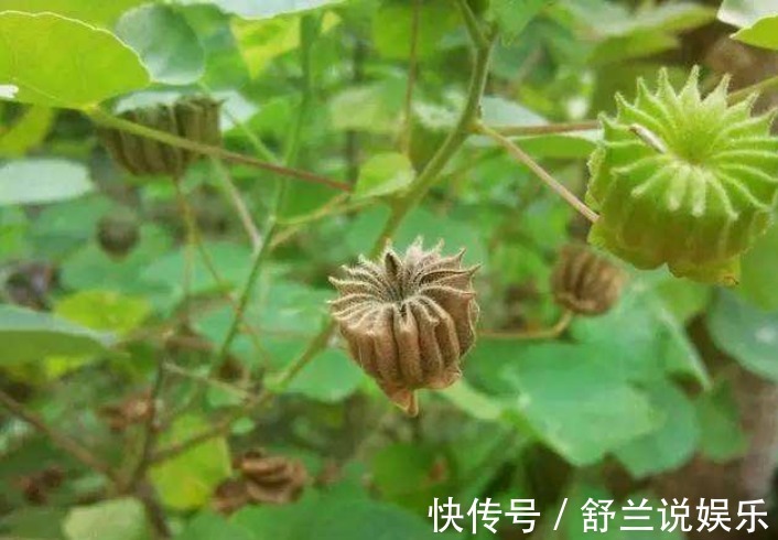 农村|农村田间常见的“害草”,满地都是无人要,现如今卖到24块一斤