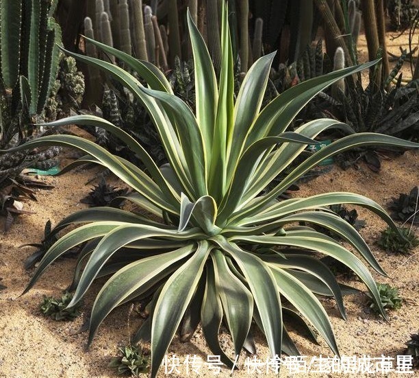花朵|不招虫3种植物,放在家里又美又干净,心情也会变好,赶紧养1盆