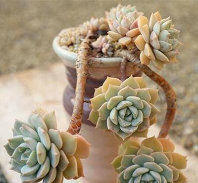 老桩|3款多肉现在养一盆正当时,号称“耐晒小可爱”,长成群生小老桩