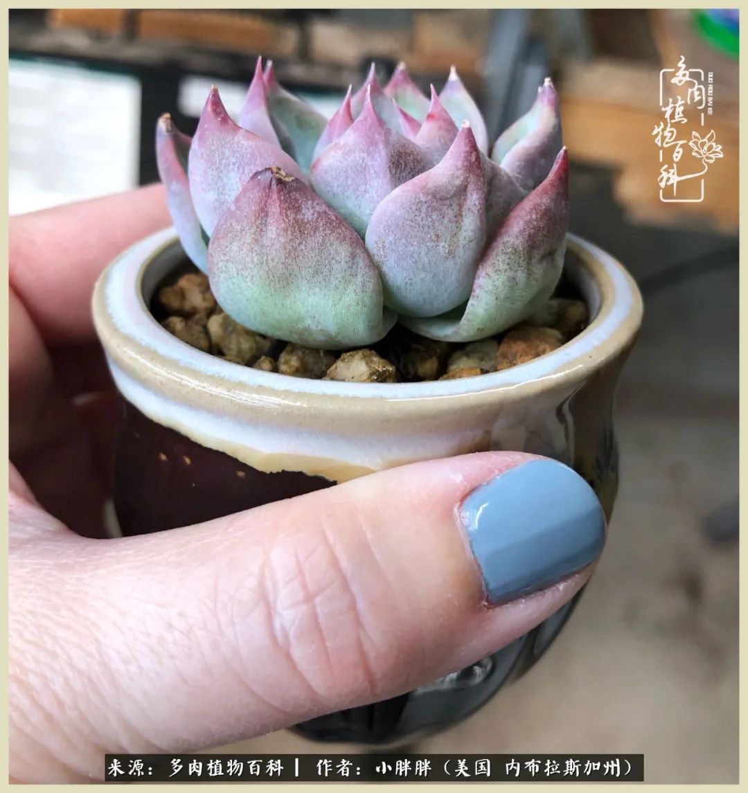 百科|这多肉对比图太上头了!小白鄙视链奋斗记之咸菜干也有春天!
