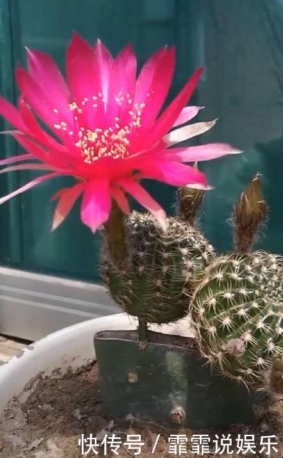 牙签|牙签插个洞,仙人球串一串,插到仙人掌上,串串开花挡不住