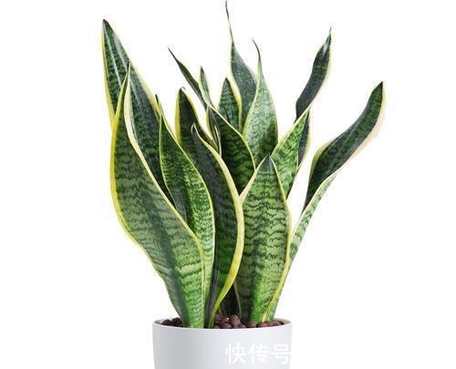 植料|秋季做对几点，虎皮兰姿态美容易爆新芽，你做对了吗？