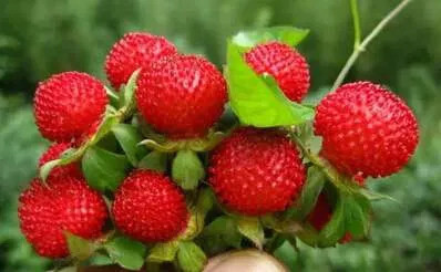 八月瓜|农村野果大全，儿时常吃的味道，吃过15种以上没多少人！