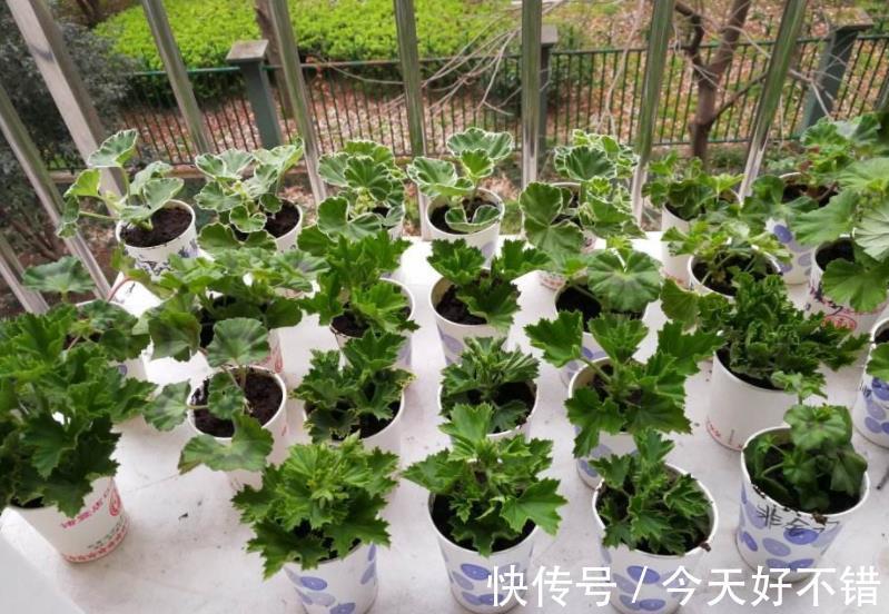 秋天看到3种花，别再花钱买，掐根枝插土里，容易成活繁殖快