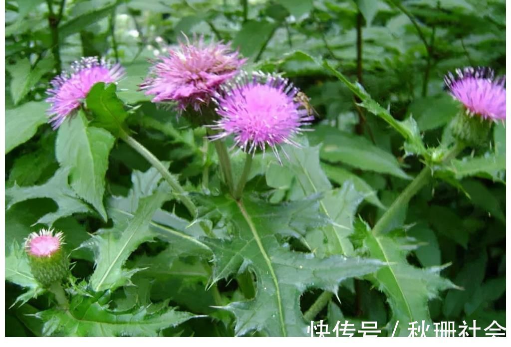 野菜|86岁老婆婆告诉我，刺儿菜用水煮一煮，想不到这么厉害，望你重视