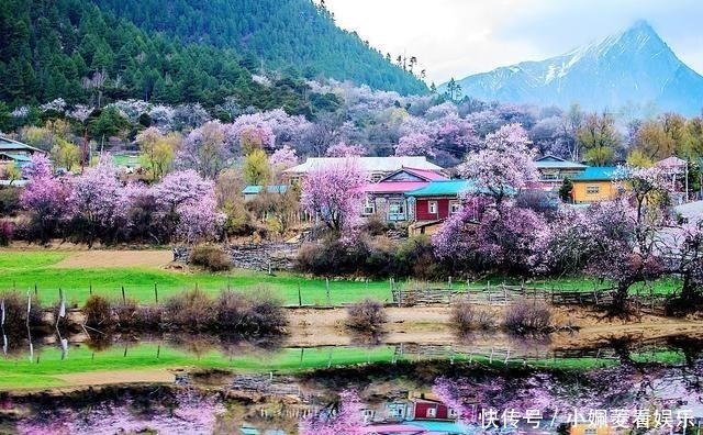 海拔落差几千米，这个同时拥有雪山和林海的小城，此刻正漫山桃花