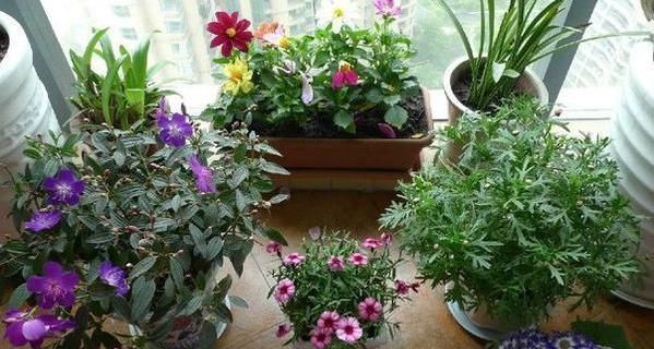 花卉|这种“溶液”比柳树枝、蚯蚓粪都强,每家都能做,浇一点就爆盆