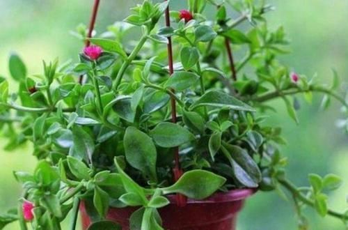 种花|新手就养4种花，好养易爆盆，养上一盆四季欣赏，好养活还不贵