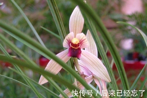 兰草促花有窍门，做好这5点，兰草花苞长得多，年年能开花