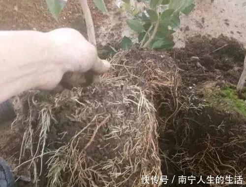 养花养叶先养根掌握4个 壮根 小窍门 啥植物都能越养越好 快资讯