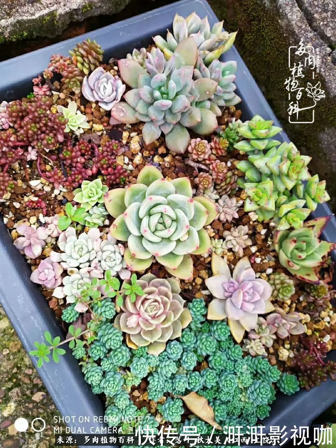 长势|为提升免疫力而养多肉植物,养肉后,体弱的我身体越来越好!