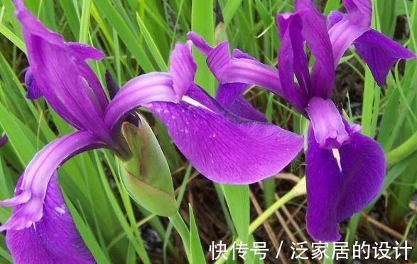 香豌豆|8月21日-9月5日,庭院选这几款花,花色美丽,芳香惹人爱