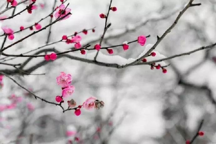 飘进|大雪飘进唐诗里