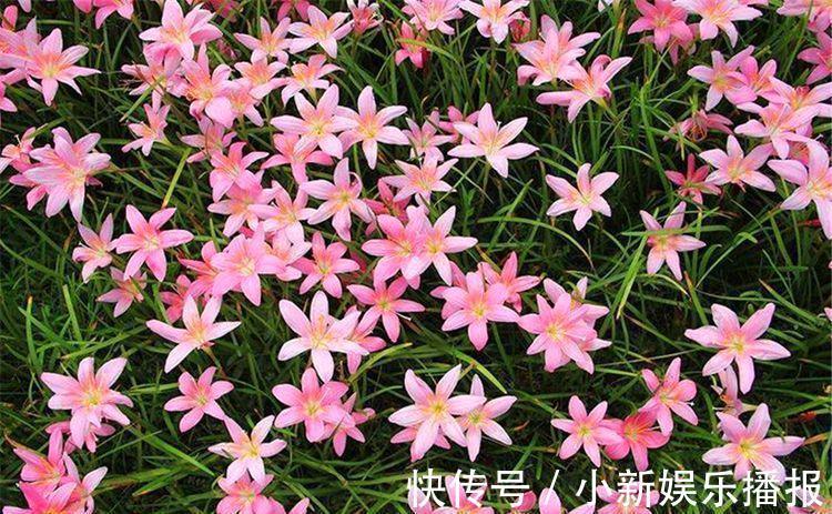 开花期|1种花比绿萝好养,比月季娇艳,香味浓郁开花多,1年四季开花不断