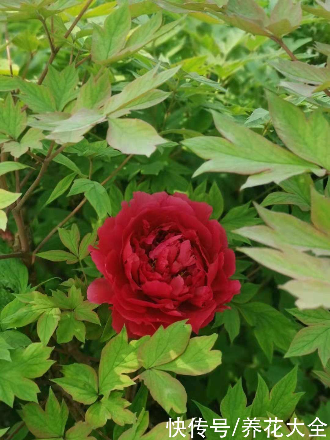 这么多花，为什么偏偏牡丹是“花中之王”？看完你也得服