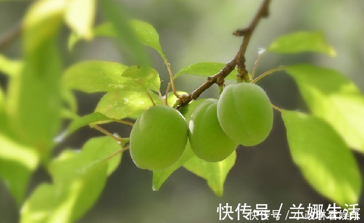 一日三餐|她出生于光绪12年,现134岁,爱吃一美食,我们却难以入口