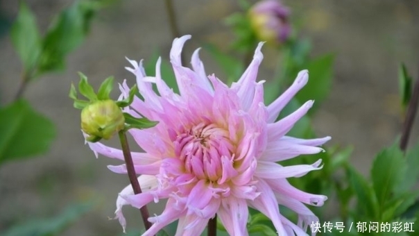 从4月19日开始 运势大红大紫 横财接二连三 能发财的4属相 粉紫色 从4月19日开始 运势大红大紫 横财接二连三 能发财的4属相 粉紫色