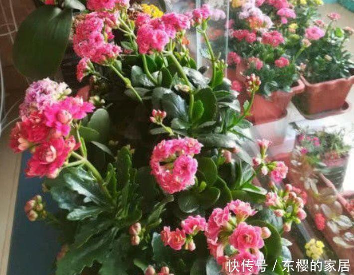 5种花很好养,耐热耐晒更耐旱,名字好听上档次