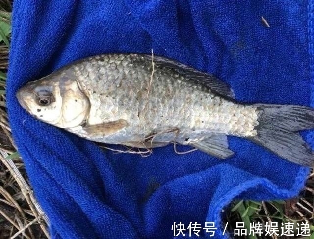 浮漂|下竿便中鱼,以为刚开始实际已结束,钓鱼中的五大“未解之谜”