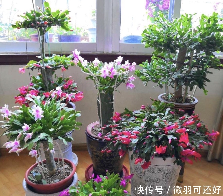都是“兰花”,这9种便宜又好养,还能开花,比兰花好养10倍