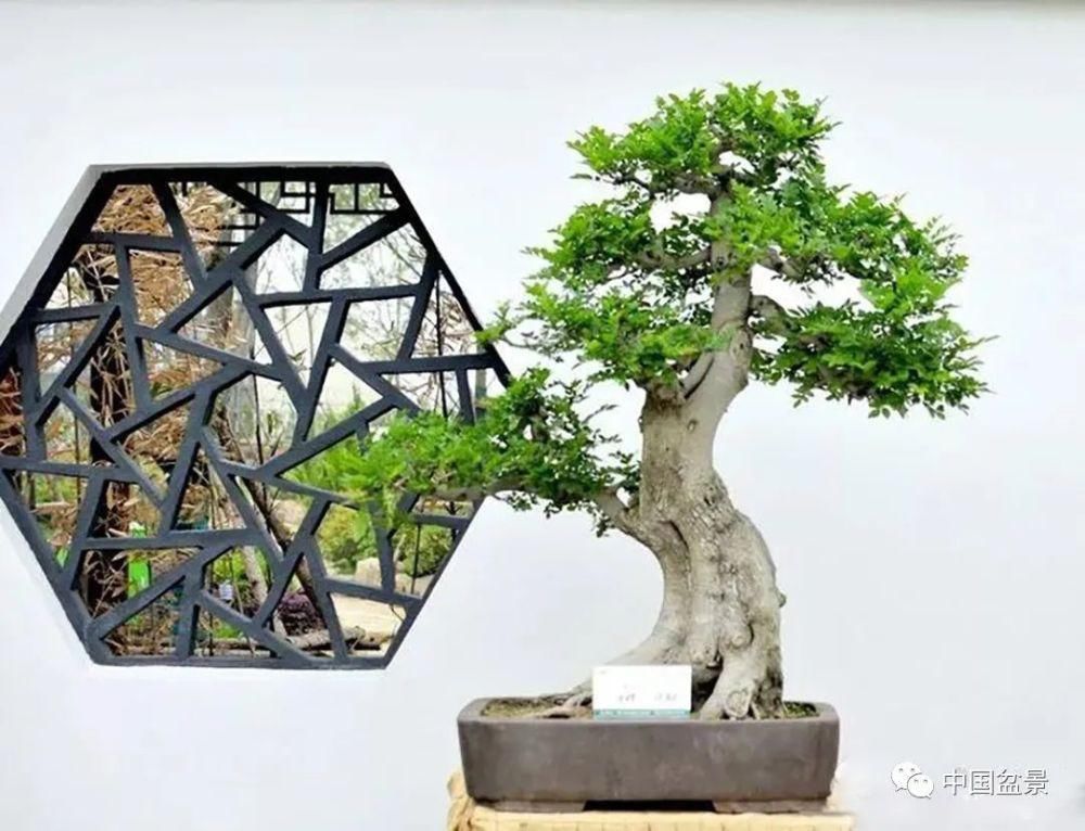 盆景,到底玩什么?