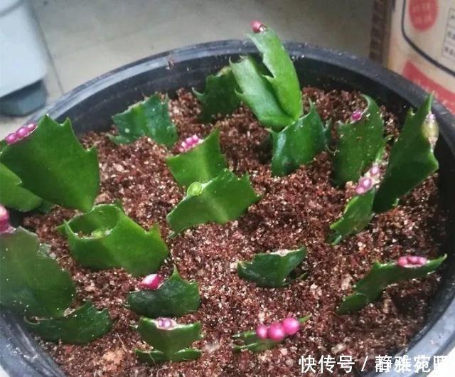 她繁殖蟹爪兰,就用1把“梳子”,3周长出“胡须根”