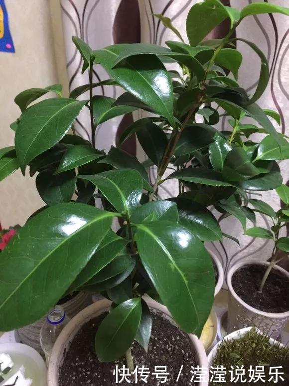 6种花是“老酒鬼”,1个月喝2杯,叶子油亮亮,花苞冒不完