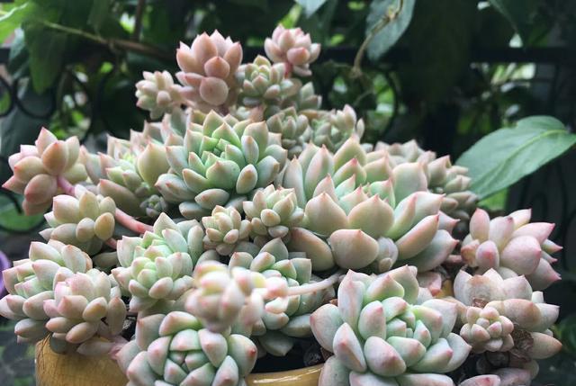 多肉植物用瓷盆栽种还是塑料盆好多肉植物有哪些养殖技术