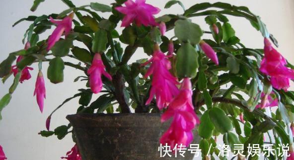 鸡蛋全身是宝将它们分开用作养花，可让盆栽枝繁叶茂、多开花