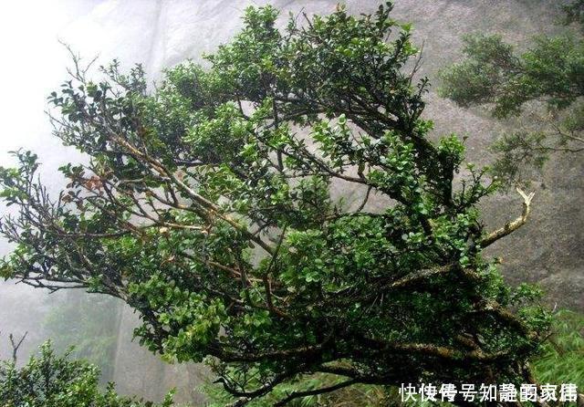 珍珠黄杨产在哪里？有何习性该怎么养护